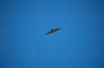 collect eth airdrop on layerzero