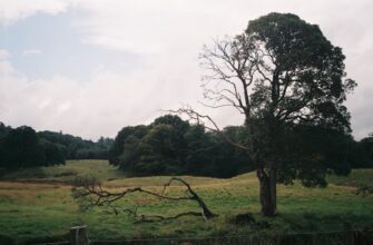 farm ada on pendle highest apy