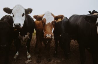 farm cardano on coinbase staking guide