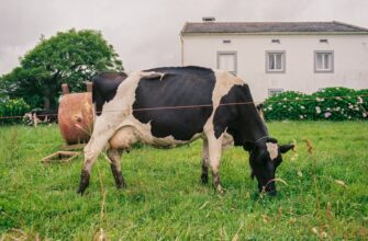 farm dai on lido finance flexible