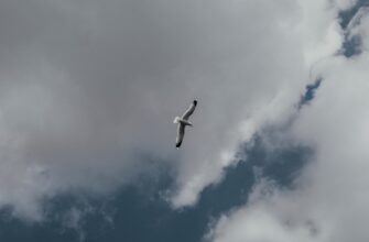 free sui airdrop on starknet