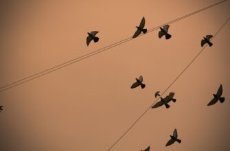 get sui airdrop on linea