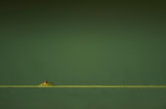 how to claim pepe airdrop tutorial