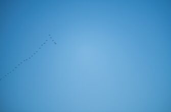 how to receive matic airdrop for beginners