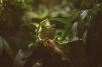 how to receive pepe airdrop guide