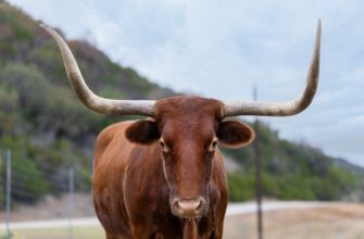 is binance legal in texas