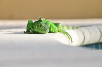 pepe testnet faucet massive