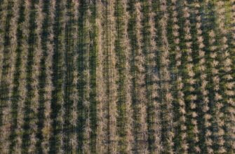 yield farm dot on aave no lock