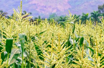 yield farm solana on coinbase staking in 2025