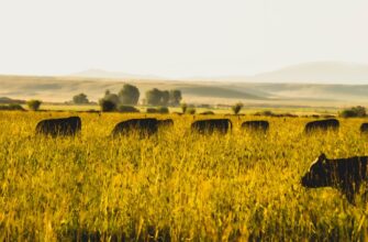 yield farm usdt on yearn finance guide