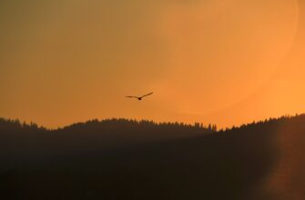 claim sol airdrop on bybit