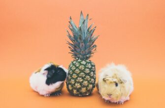 deposit dai on lido finance guide