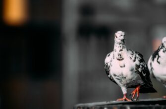 earn pepe airdrop on binance