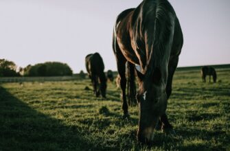 farm ada on coinbase staking in 2025