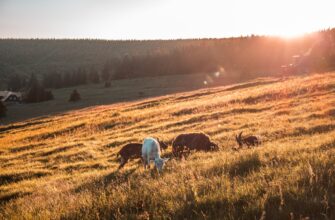 farm usdt on lido finance guide