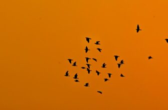 free bitcoin airdrop in india