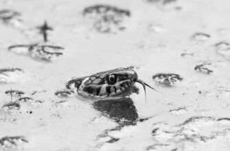 grid bot pepe coin on kraken for beginners