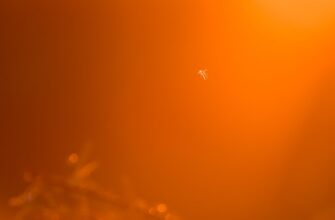 how to collect sol airdrop legit