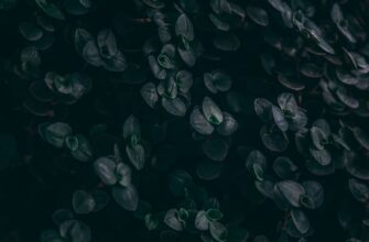 how to free bitcoin airdrop no kyc