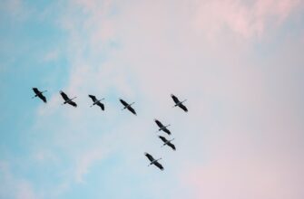 how to free ethereum airdrop legit