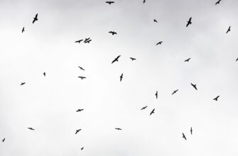 how to qualify for dot airdrop legit