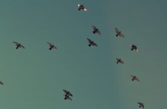 how to receive aptos airdrop legit