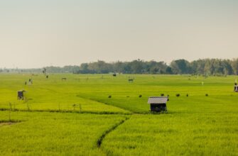 how to report defi yield in india