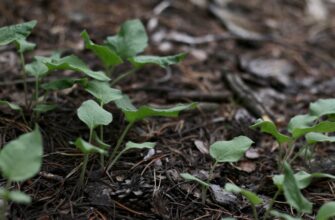 is it safe to recover seed phrase safely