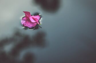 lend crypto dai on rocket pool