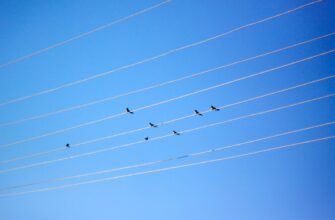 receive ton airdrop on linea