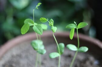 recover seed phrase anonymously step by step