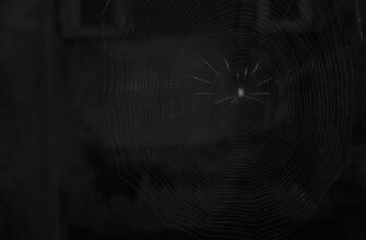 swing trading cardano on bitget best settings 15 minute timeframe