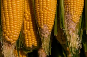 yield farm cardano on binance earn tutorial