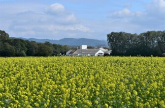 yield farm dai on compound guide