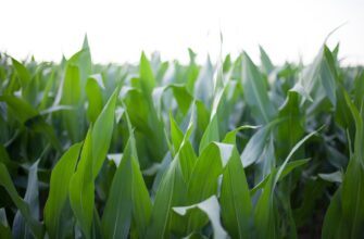 yield farm ethereum on lido finance low risk