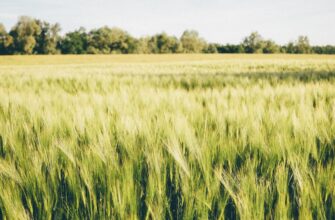 yield farm matic on beefy finance flexible