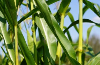 yield farm matic on coinbase staking flexible