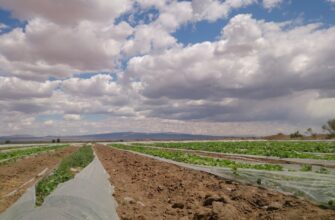 yield farm solana on compound step by step