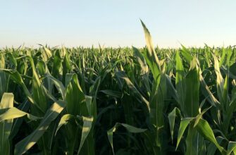yield farm usdc on kraken staking low risk