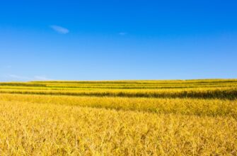 yield farm usdt on lido finance tutorial