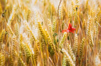 yield farm usdt on yearn finance step by step