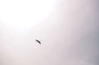 free eth airdrop in argentina
