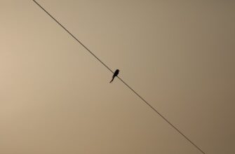 free sol airdrop on linea