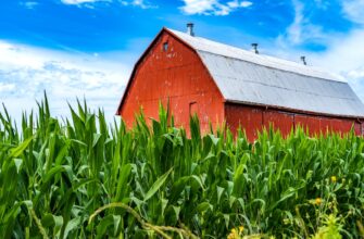 yield farm usdt on beefy finance guide
